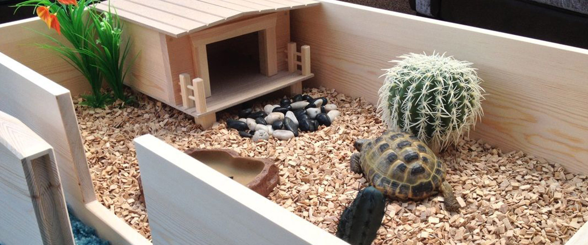 will you re home my tortoise